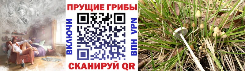 Псилоцибиновые грибы Psilocybine cubensis  Иланский 